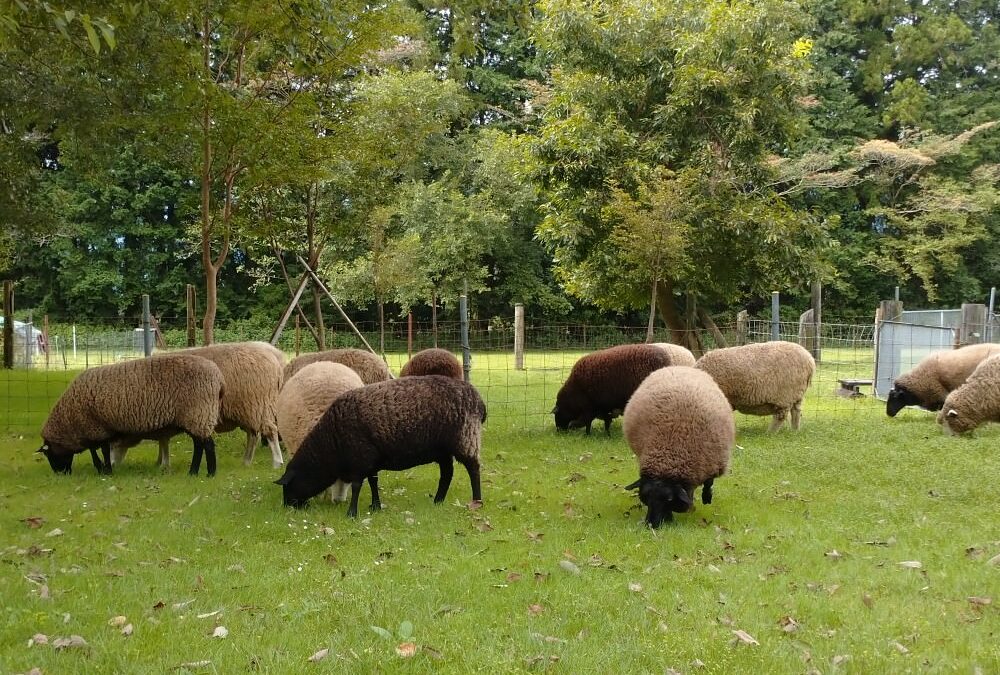 [オンライン講座]Breed Sample ブリードサンプル 12種類の羊の毛からフェルトのサンプルを作る