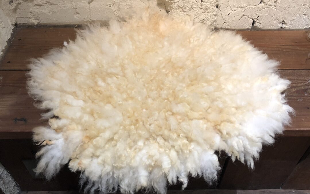 【玉川大学継続学習センター フェルト講座】春の毛刈り 羊のフリースフェルトラグ作り